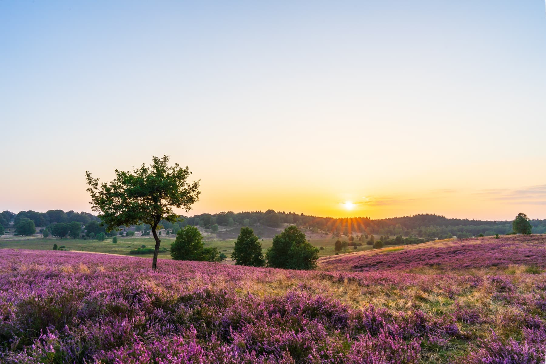 Through the Lüneburg Heath