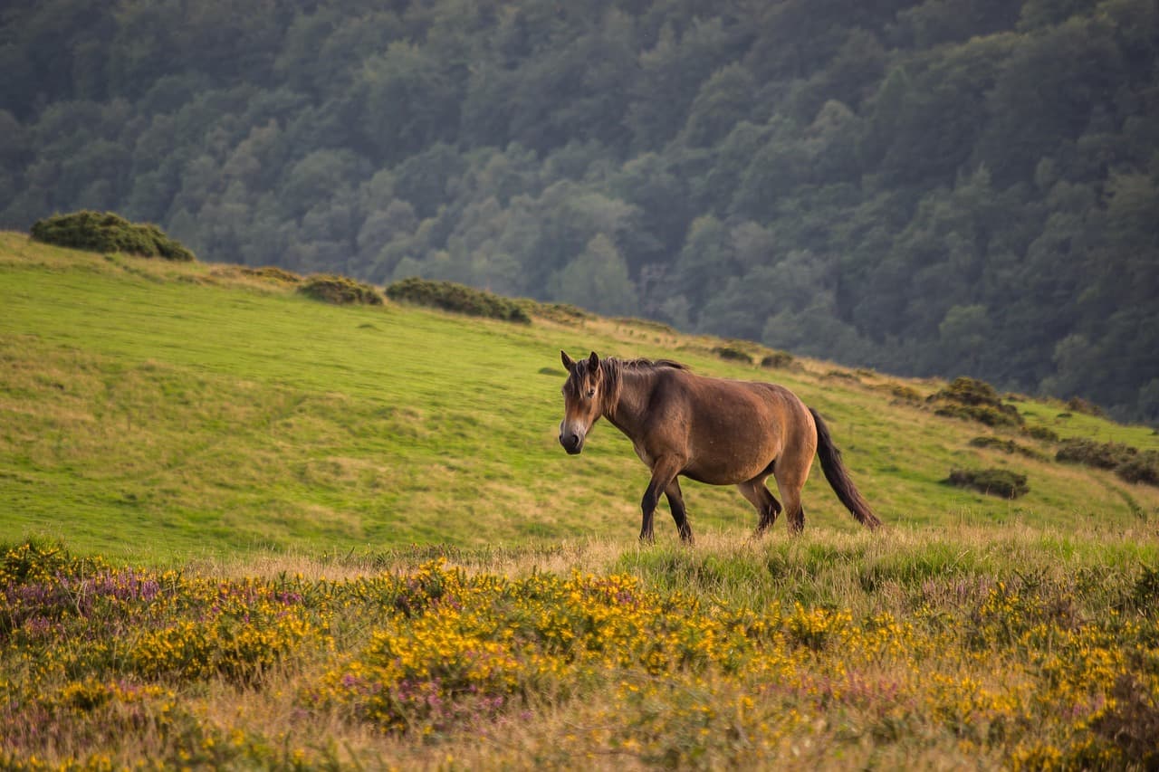 Exmoor National Park
