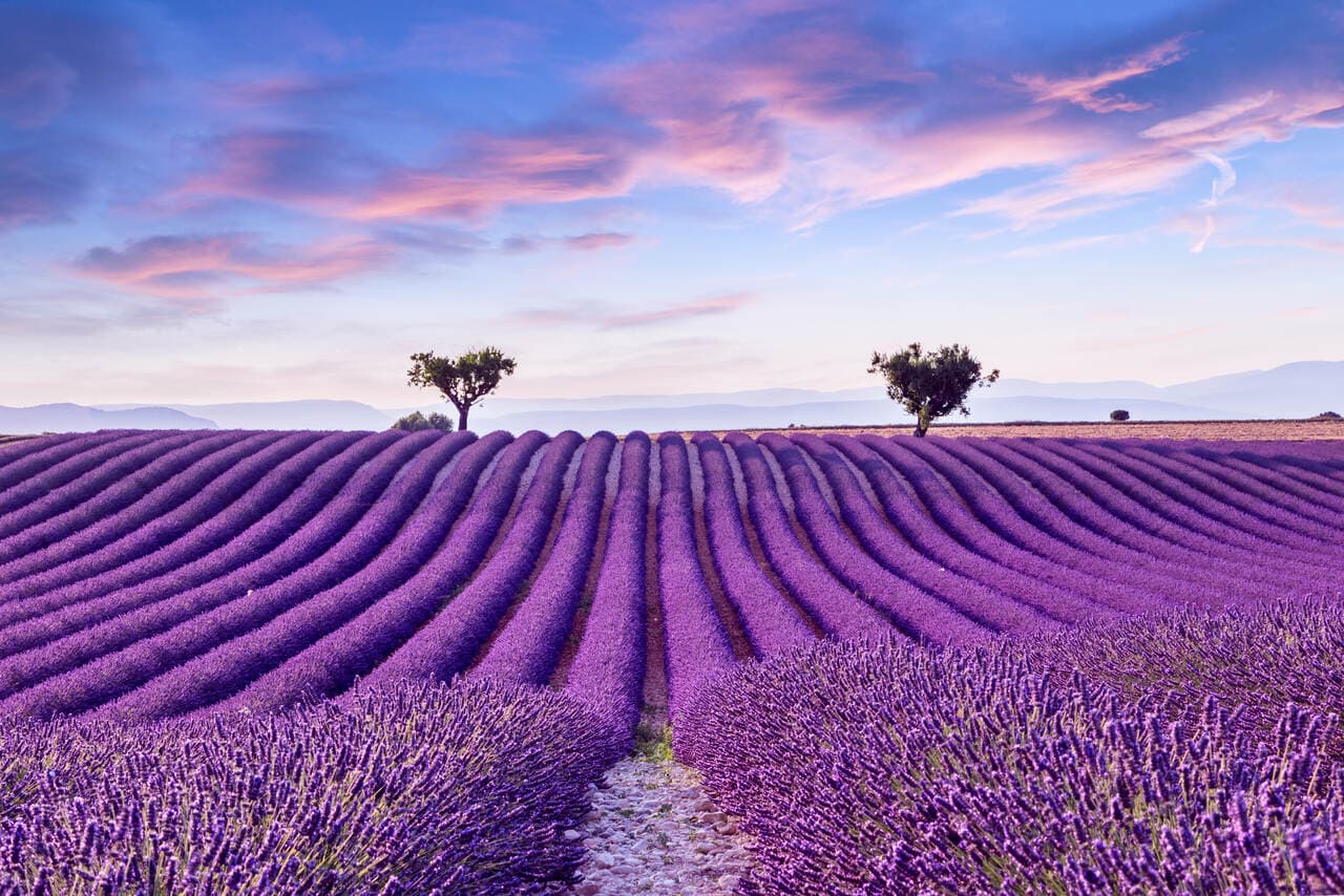 Through the Provence